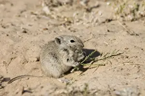 Brants's Whistling Rat - Eating plant at burrow entrance. Feed on leaves of succulents and other green plant food, also seeds and flowers. Diurnal species, commonly living in colonies. Inhabits arid, sandy environments