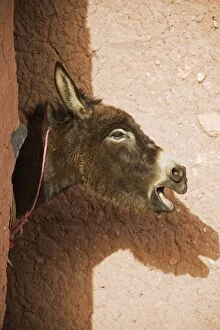 Braying Donkey at his stable at the world-famous