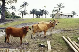 Destructive Prints: Brazil - cleared riveredge forest in amazonia for cattle ranching