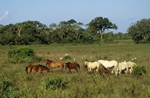 Images Dated 22nd December 2009: Brazil - Mato Grosso North Horses in the Pantanal