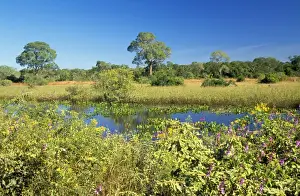 Brazil - Mato Grosso North view of the Pantanal