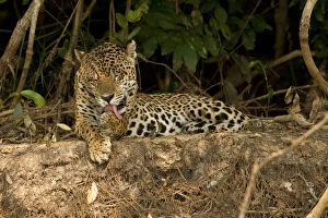 Grooming Gallery: Brazil, Pantanal. Jaguar (Panthera onca)