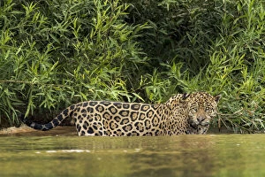 Brazil, Pantanal. Wild jaguar in water. Credit as