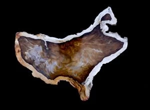 Images Dated 10th January 2015: Brazilian Agate slice in shape of USA