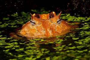 Horn Gallery: Brazilian Horn Frog, Ceratophrys cornutus