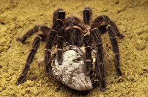 Brazil Prints: Brazilian Salmon Pink Tarantula- with its eggs in a silk cocoon