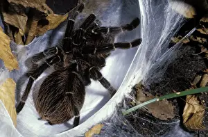 Brazilian Salmon Pink Tarantula- preparing its nest