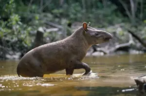 Brazilian Tapir Amazonia, Brazil