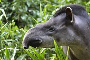 Images Dated 12th September 2006: Brazilian tapir Family: Tapiridae Manu Wildlife Centre Peru