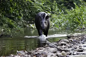 Brazilian Tapir Family: Tapiridae Manu Wildlife Centre Peru