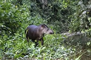 Brazilian tapir Family: Tapiridae Manu Wildlife Centre Peru