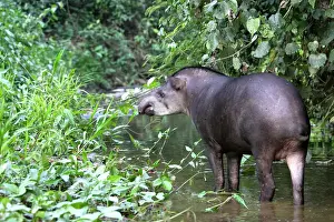 Peru Prints: Brazilian tapir Family: Tapiridae Manu Wildlife Centre Peru