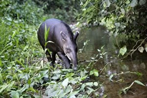 Images Dated 12th September 2006: Brazilian Tapir Manu Wildlife Centre Amazon Peru
