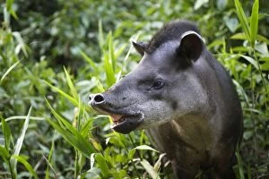Images Dated 12th September 2006: Brazilian Tapir Manu Wildlife Centre Amazon Peru