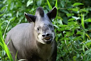 Images Dated 12th September 2006: Brazilian Tapir Manu Wildlife Centre Peru