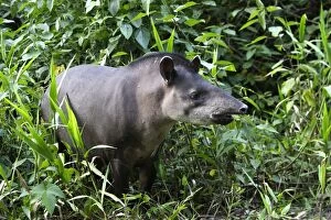 Images Dated 12th September 2006: Brazilian Tapir Manu Wildlife Centre Peru