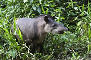 Images Dated 12th September 2006: Brazilian Tapir Manu Wildlife Centre Peru