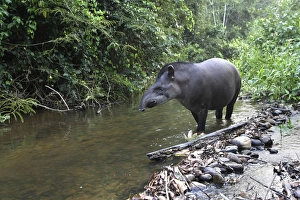 Images Dated 12th September 2006: Brazilian Tapir Manu Wildlife Centre Peru