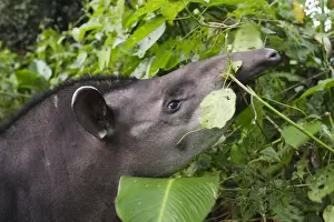 Brazilian Tapir Manu Wildlife Centre Peru