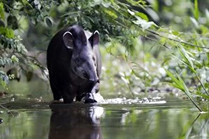 Images Dated 13th September 2006: Brazilian Tapir Manu Wildlife Centre Peru
