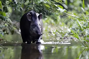 Brazilian Tapir Manu Wildlife Centre Peru
