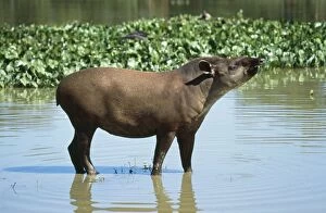 Images Dated 6th September 2011: Brazilian Tapir South America