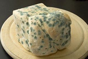 Images Dated 18th September 2006: Bread - mould growing on stale white bread