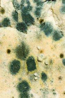Images Dated 18th September 2006: Bread - mould growing on stale white bread, close up
