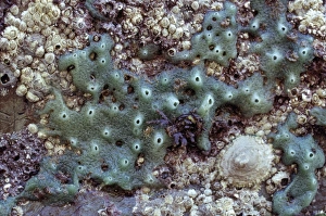 Images Dated 17th April 2007: Breadcrumb Sponge