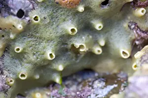 Seabed Prints: Breadcrumb Sponge - Cornwall - UK