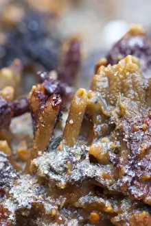 Seabed Prints: Breadcrumb Sponge - Cornwall - UK