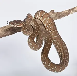 Pythons Prints: Bredl Python - Australia