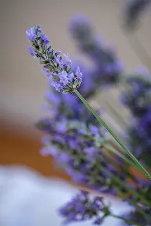 Floral Gallery: Bremerton, Washington State, USA. Lavender sprig