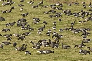 Brant Gallery: Brent / Brant Geese - flock grazing - overwintering