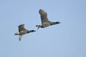Images Dated 15th November 2007: Brent Geese - two in flight