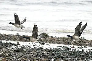 Islay Prints: Brent Geese - In flight - Islay Scotland