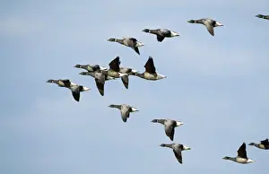 Brent Geese - flock in flight