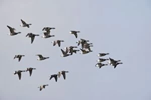 Brent Geese - Flock in flight