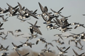 Images Dated 15th November 2007: Brent Geese - flock in flight