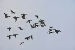 Brent Geese - Flock in flight Branta bernicla Texel, Netherlands BI014131