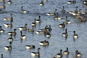 Brent Geese - flock in water