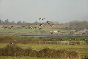 Images Dated 17th October 2007: Brent Geese - Flying over Grazing Marshes