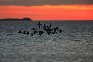Images Dated 17th October 2007: Brent Geese - flying across Lindisfarne National Nature Reserve at dawn, Northumberland, autumn