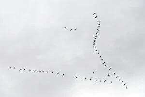 Brent Geese flying in V formation