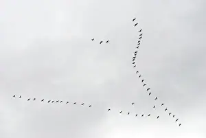 Geese Prints: Brent Geese flying in V formation, Europe