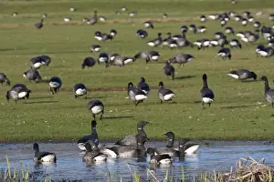Natural World Prints: Brent Geese - grazing in field - Devon - Engalnd - UK