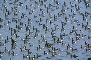 Images Dated 7th February 2006: Brent Geese - large flock resting on the sea at winter quarters