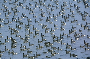 Brent Geese - large flock resting on the sea at winter quarters Brent Geese - large flock resting on the sea at winter quarters