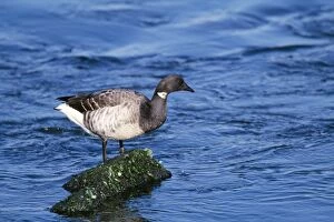 Images Dated 8th February 2006: Brent Goose Barnaget light, New Jersey, USA