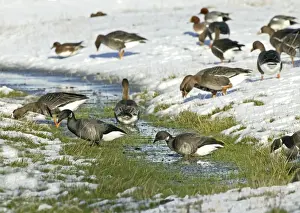 White Fronted Prints: Brent Goose - Feeding on snow covered marshland with -White-rfonted Geese- {Anser albifrons }- North Norfolk UK